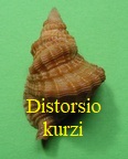 Distorsio kurzi, Petuch & Harasewych 1980